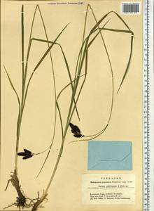 Carex aterrima subsp. aterrima, Сибирь, Центральная Сибирь (S3) (Россия)