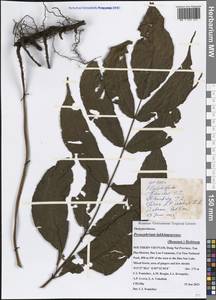 Menisciopsis lakhimpurensis (Rosenst.) S. E. Fawc. & A. R. Sm., Зарубежная Азия (ASIA) (Вьетнам)