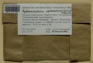 Hylocomiastrum pyrenaicum (Spruce) M. Fleisch. ex Broth., Гербарий мохообразных, Мхи - Северный Кавказ и Предкавказье (B12) (Россия)