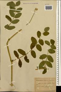 Астрагал солодколистный L., Кавказ, Абхазия (K4a) (Абхазия)