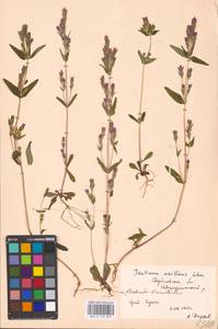 Горечавочка горьковатая (L.) Börner, Восточная Европа, Восточный район (E10) (Россия)