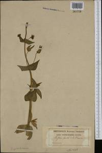 Euphorbiaceae, Западная Европа (EUR) (Франция)