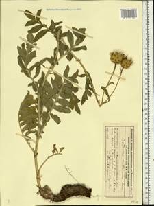 Rhaponticoides ruthenica (Lam.) M. V. Agab. & Greuter, Восточная Европа, Волжско-Камский район (E7) (Россия)