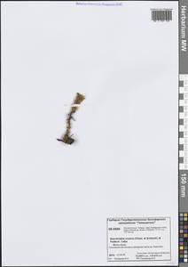 Бошнякия русская (Cham. & Schlecht) B.Fedtsch., Сибирь, Центральная Сибирь (S3) (Россия)