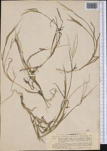 Digitaria debilis (Desf.) Willd., Америка (AMER) (Аргентина)