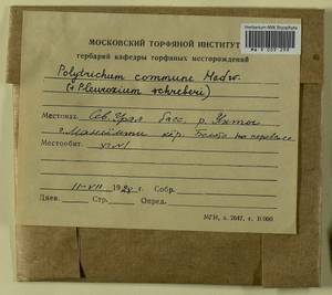 Polytrichum commune Hedw., Гербарий мохообразных, Мхи - Архангельская и Вологодская области, Коми, Ненецкий АО (B7) (Россия)