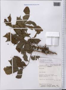 Trichilia catigua A. Juss., Америка (AMER) (Парагвай)