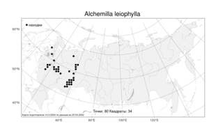 Alchemilla leiophylla, Манжетка гололистная Juz., Атлас флоры России (FLORUS) (Россия)