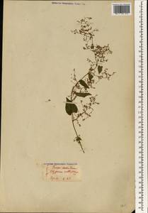 Reynoutria multiflora (Thunb.) Moldenke, Зарубежная Азия (ASIA) (Япония)