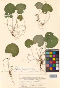 Viola epipsila subsp. repens (Turcz.) W.Becker, Сибирь, Дальний Восток (S6) (Россия)