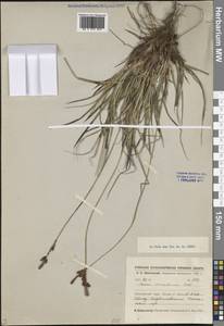 Осока верещатниковая Pollich, Сибирь, Центральная Сибирь (S3) (Россия)