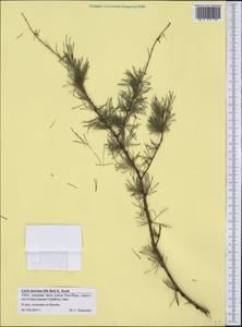 Larix laricina (Du Roi) K. Koch, Америка (AMER) (США)