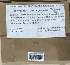 Lophocolea heterophylla (Schrad.) Dumort., Гербарий мохообразных, Мхи - Северный Кавказ и Предкавказье (B12) (Россия)