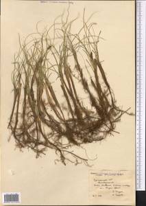 Осока вздутая M.Bieb., Средняя Азия и Казахстан, Каракумы (M6) (Туркмения)