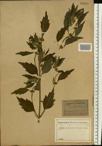 Щетинохвост шандровый (L.) Ehrh. ex Rchb., Восточная Европа, Центральный лесостепной район (E6) (Россия)