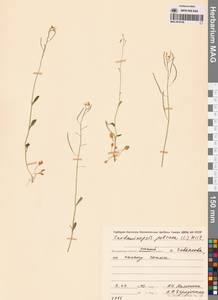 Резушка скальная (L.) O'Kane & Al-Shehbaz, Сибирь, Чукотка и Камчатка (S7) (Россия)