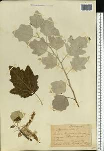 Тополь белый, Тополь серебристый L., Восточная Европа, Средневолжский район (E8) (Россия)