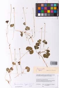 Coptidium lapponicum (L.) Á. Löve & D. Löve, Сибирь, Западная Сибирь (S1) (Россия)