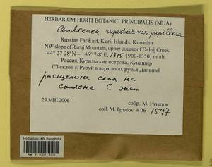 Andreaea rupestris var. papillosa (Lindb.) Podp., Гербарий мохообразных, Мхи - Дальний Восток (без Чукотки и Камчатки) (B20) (Россия)