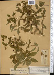 Жимолость татарская L., Средняя Азия и Казахстан, Джунгарский Алатау и Тарбагатай (M5) (Казахстан)