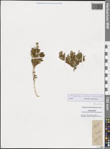 Терескен хохолковый (L.) Gueldenst., Средняя Азия и Казахстан, Каракумы (M6) (Туркмения)