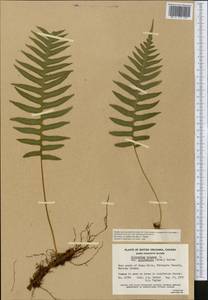 Polypodium glycyrrhiza D. C. Eaton, Америка (AMER) (Канада)