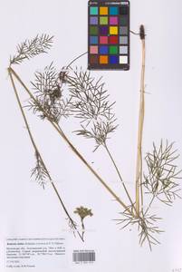 Кадения сомнительная (Schkuhr) Lavrova & V.N.Tikhom., Восточная Европа, Московская область и Москва (E4a) (Россия)