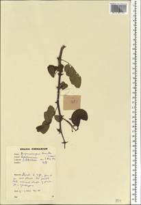 Machaerium lunatum (L.f.)Ducke, Африка (AFR) (Гана)