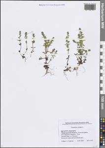 Вероника весенняя L., Восточная Европа, Северо-Западный район (E2) (Россия)