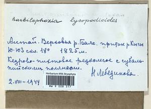 Barbilophozia lycopodioides (Wallr.) Loeske, Гербарий мохообразных, Мхи - Западная Сибирь (включая Алтай) (B15) (Россия)