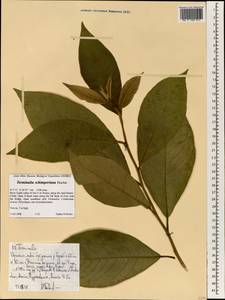 Terminalia schimperiana Hochst. ex Engl. & Diels, Африка (AFR) (Эфиопия)