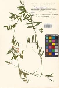 Lathyrus palustris subsp. palustris, Сибирь, Дальний Восток (S6) (Россия)