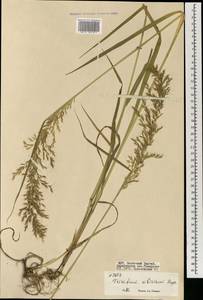 Sibirotrisetum sibiricum (Rupr.) Barberá, Монголия (MONG) (Монголия)