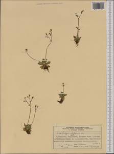 Micranthes stellaris subsp. stellaris, Западная Европа (EUR) (Норвегия)