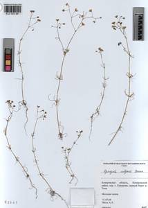 KUZ 003 941, Spergula arvensis subsp. arvensis, Сибирь, Алтай и Саяны (S2) (Россия)