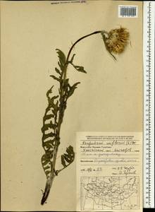 Rhaponticum uniflorum subsp. uniflorum, Монголия (MONG) (Монголия)