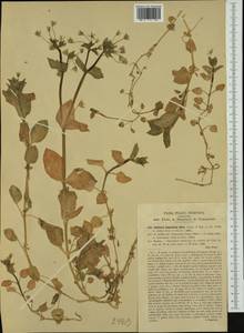 Stellaria cupaniana (Jordan & Fourr.) Beguinot, Западная Европа (EUR) (Италия)