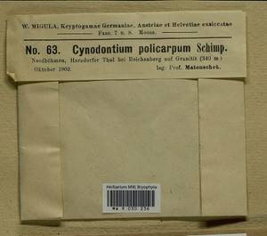 Cynodontium polycarpon (Hedw.) Schimp., Гербарий мохообразных, Мхи - Западная Европа (BEu) (Чехия)