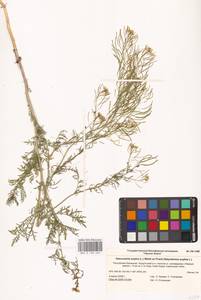 Дескурения Софии (L.) Webb ex Prantl, Восточная Европа, Нижневолжский район (E9) (Россия)