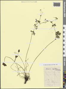 Герань пиренейская Burm. f., Кавказ, Армения (K5) (Армения)