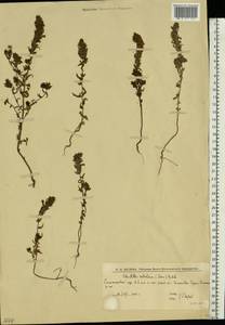 Зубчатка обыкновенная Moench, Восточная Европа, Нижневолжский район (E9) (Россия)