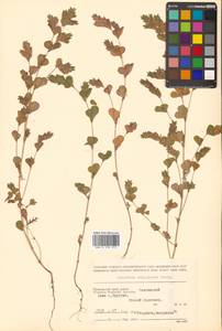 Куммеровия прилистниковая (Maxim.) Makino, Сибирь, Дальний Восток (S6) (Россия)