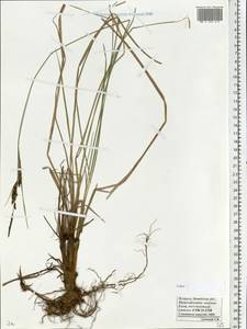 Осока, Восточная Европа, Белоруссия (E3a) (Белоруссия)