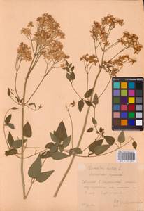 Ломонос прямой L., Восточная Европа, Центральный лесостепной район (E6) (Россия)