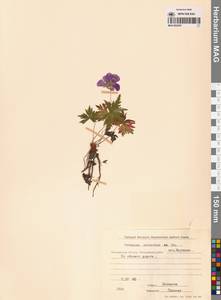 Герань волосистоцветковая DC., Сибирь, Чукотка и Камчатка (S7) (Россия)