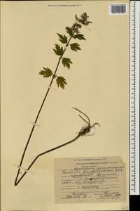 Пустырник пятилопастный Gilib., Кавказ, Ставропольский край, Карачаево-Черкесия, Кабардино-Балкария (K1b) (Россия)