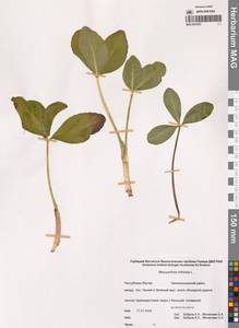 Вахта трехлистная L., Сибирь, Якутия (S5) (Россия)