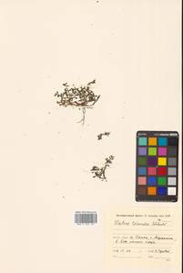 Повойничек трехтычинковый Schkuhr, Сибирь, Дальний Восток (S6) (Россия)