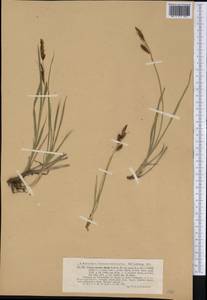 Carex aperta Boott, Америка (AMER) (США)