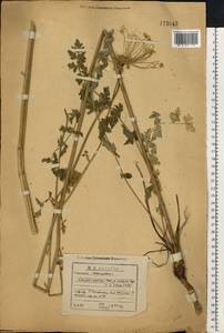 Жабрица порезниковая (L.) W. D. J. Koch, Восточная Европа, Волжско-Камский район (E7) (Россия)